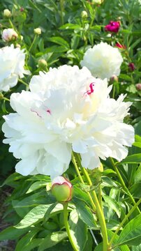 White flowers bloom in a garden showcasing nature's beauty in spring sunlight