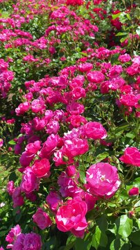 Flowers bloom in a garden during the day in a vibrant display of color and life
