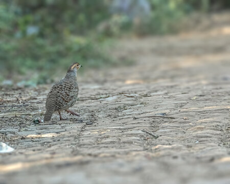 A Grey Francolin