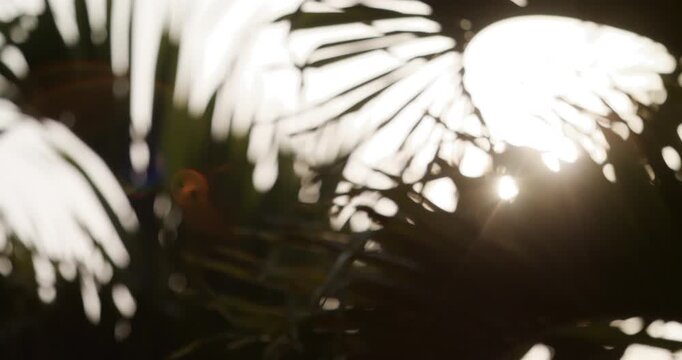 Abstract sun flare palm trees lights bokeh sunny nostalgic vacation