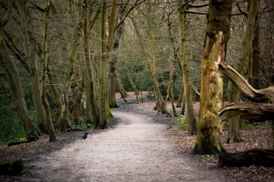 Trees and pathways in Highgate Wood in the neighborhood of Highgate in North London.