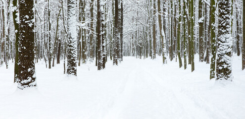 Fototapeta premium beautiful winter forest and the road