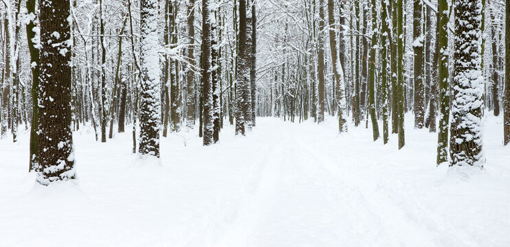 beautiful winter forest and the road