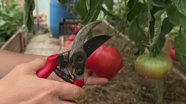 Farmer hands cutting ripe red tomato from vine with pruners in greenhouse, organic gardening.