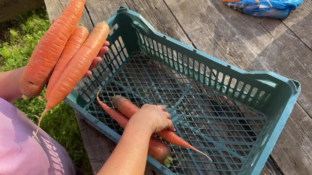 Woman putting freshly harvested clean orange carrots into plastic crate outdoors, homegrown produce.