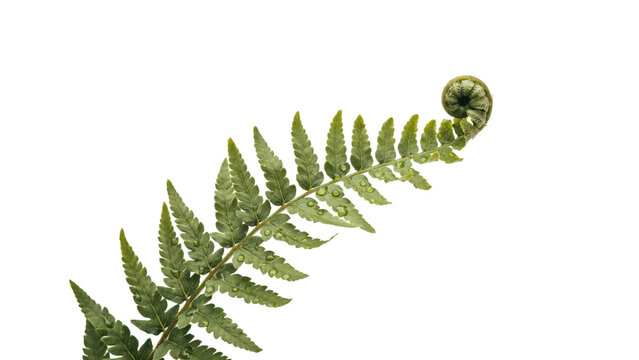 Single green fern frond with water droplets and a fiddlehead coil tip isolated on a transparent background