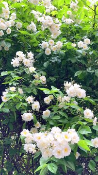 Flowers bloom in the garden during springtime while bees gather pollen