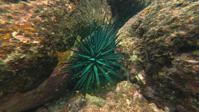 Close-up underwater footage of a blue and green sea urchin near Hon Kho Marine Protected Area off the coast of Quy Nhon, Vietnam. Tropical marine wildlife in clear ocean water