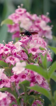 Carpenter bee on weigela flowers in blooming summer garden