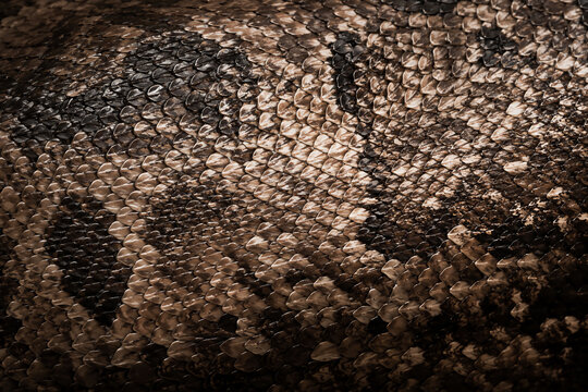 close up of a snake skin