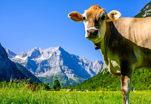cow at the valley in austria - alpe eng