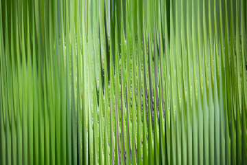 Fototapeta premium Abstract natureinspired background with vertical green grasslike textures