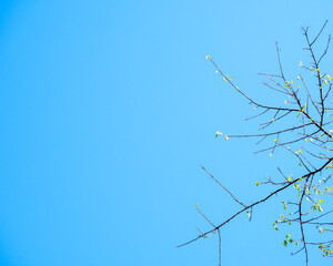 Obraz premium Minimalist tree twigs with sparse leaves against clear blue sky with copy space