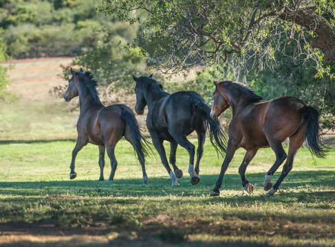 three adult female Warmblood horses run away across alpine field