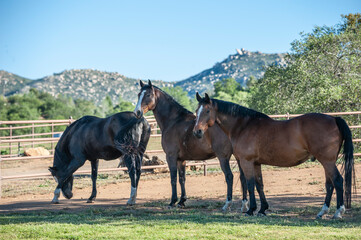 Obraz premium Three adult female Warmblood horses in alpine pasture