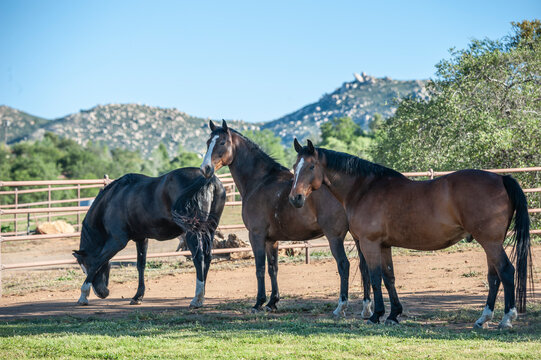 Three adult  female Warmblood horses in alpine pasture