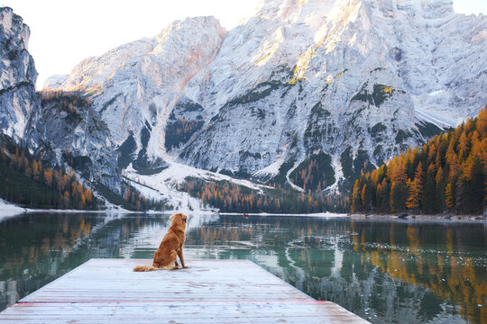 Nova Scotia Duck Tolling Retriever sits on a wooden pier facing dramatic alpine peaks. Golden larch forest reflects in calm water during a scenic fall travel adventure.
