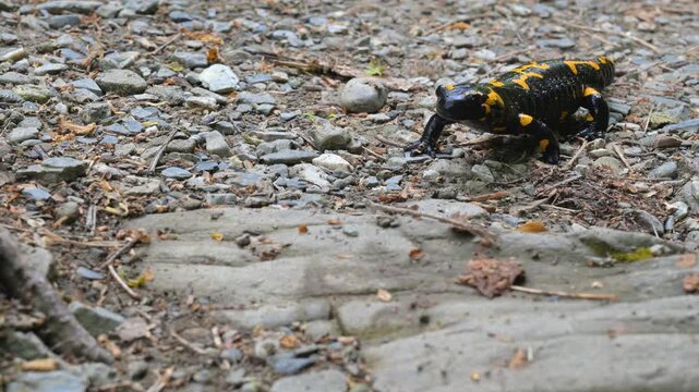 Fire salamander in Mavrovo National Park in Macedonia