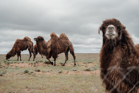 Group of camels standing in an arid steppe landscape under a cloudy sky.