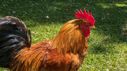 Free-Range Rooster with Golden Hackles, Red Comb and Iridescent Tail Feathers on Sunlit Grass — Poultry Farming, Free-Range Livestock and Rural Life Concept © Svetlana