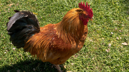 Free-Range Rooster with Golden Hackles, Red Comb and Iridescent Tail Feathers on Sunlit Grass — Poultry Farming, Free-Range Livestock and Rural Life Concept © Svetlana