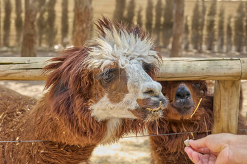 Naklejka premium Brown alpaca eating food from human hand in petting zoo
