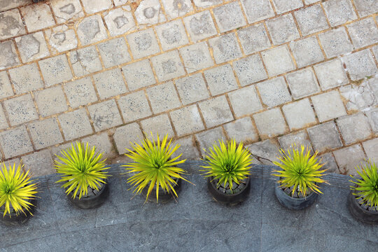 Top view abstract background texture of grey cobblestone pavement and potted green agave plants.