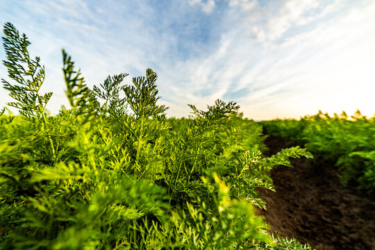 Rows of vibrant carrot plants thriving under a vast sky, representing organic farming, healthy food production, and sustainable agriculture