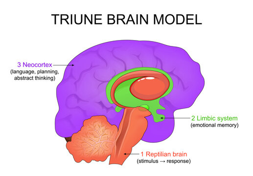 Triune brain model of human brain evolution. Reptilian brain, Limbic system and Neocortex