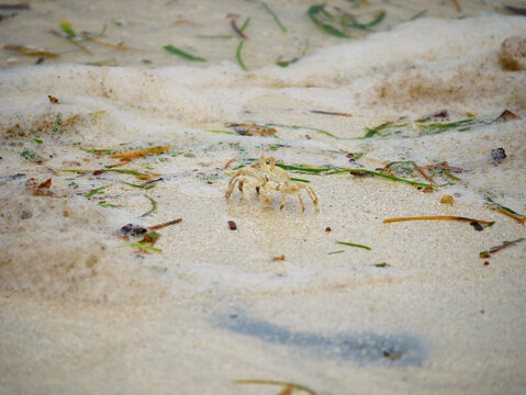 Ocypode ryderi Ghost Crab on a Beach Among Seaweed in Mombasa, Kenya