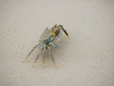Ocypode celadon Ghost Crab on Sandy Beach in Mombasa, Kenya
