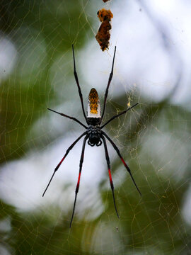 Large Golden Orb-Weaver Spider on an Elaborate Web in Mombasa, Kenya