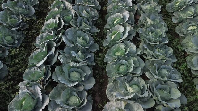 4K aerial top down view of fresh green cabbage rows forming natural pattern in Tumpang Malang