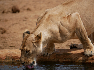 African Lioness Drinking at a Waterhole in Tsavo East National Park, Kenya © Mariusz