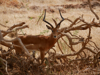 Male Impala Standing Among Branches of a Fallen Tree in Tsavo East, Kenya © Mariusz
