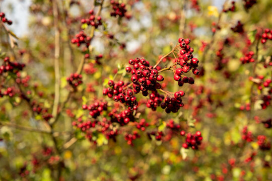 Red berries hanging from wooden branches in a serene natural outdoor setting close-up perspective with brown tones and green foliage, nature photography seasonal imagery.