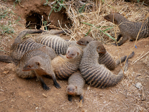 Banded Mongoose Group Resting Outside a Burrow in Tsavo East, Kenya