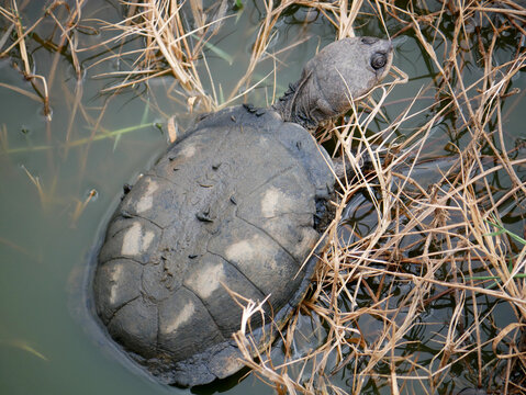 African Helmeted Turtle with Ramshorn Snails Among Aquatic Plants in Tsavo East, Kenya