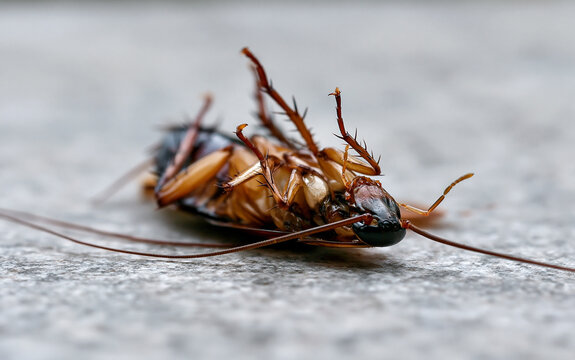 A dying cockroach lying on its back. Cockroach poison actively moves its claws. Cockroach killer.