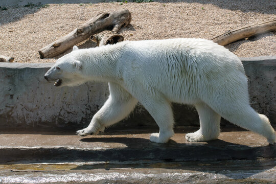 polar bear in zoo