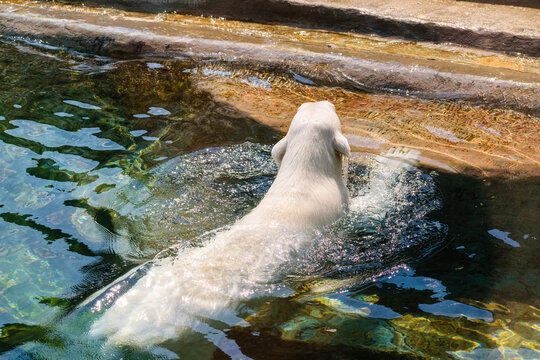 polar bear in the zoo smiwwing