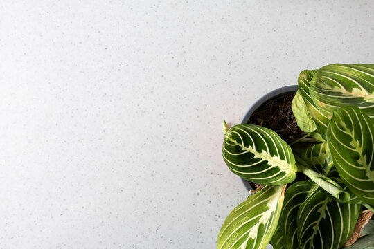 Maranta leuconeura on white background with copy space