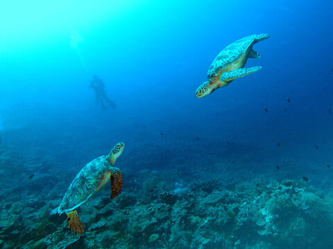 Two green sea turtles (Chelonia mydas) glide through the clear blue water at Dexter&rsquo;s Wall in Palau, Micronesia. Turtles approach each other calmly in the open ocean, a distant diver in the background