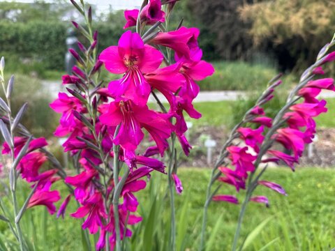 Eastern gladiolus (Gladiolus &times; byzantinus, syn. Gladiolus communis subsp. byzantinus), Byzantine gladiolus or Byzantine sword-lily, Byzantinische Gladiole oder Gew&ouml;hnliche Siegwurz