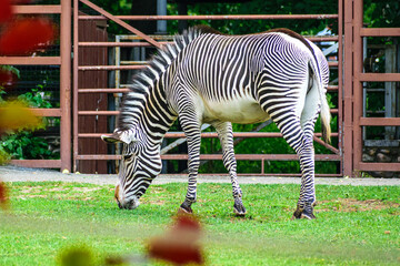 zebra eating grass © Oleg