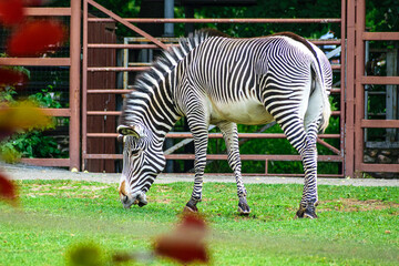 zebra eating grass © Oleg