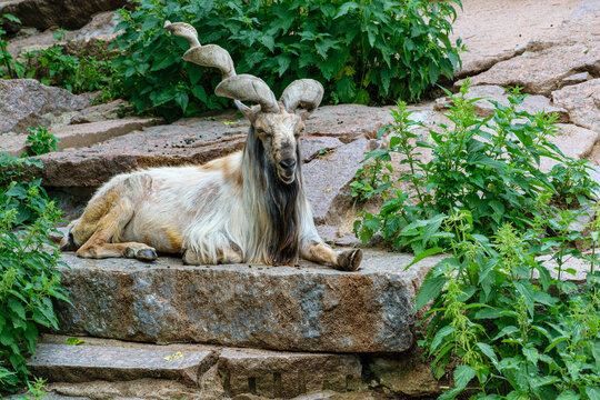 mountain goat on a rock