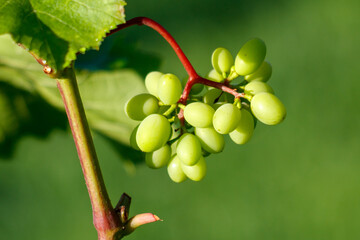 Fototapeta premium Green grapes hang from a vine