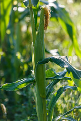 Fototapeta premium Green corn plant with emerging tassels in a field