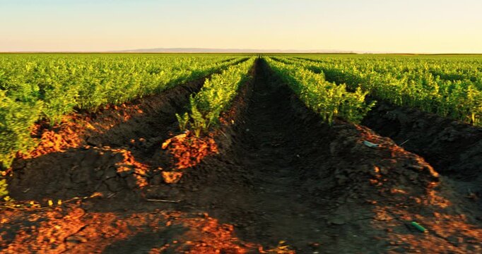 Green carrot field at sunset with agriculture rows on a rural farm landscape